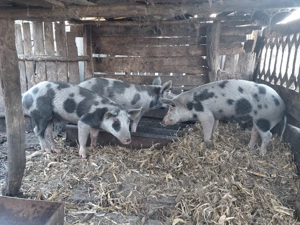 Vând grasuni metis duroc si pietran