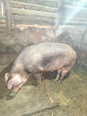 Porc de sacrificat - imagine 2 Porc de sacrificat - imagine 2