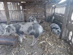 Vând grasuni metis duroc si pietran - imagine 2