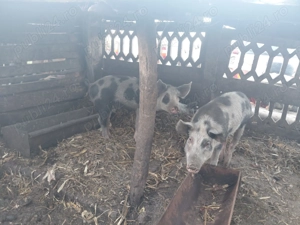 Vând grasuni metis duroc si pietran - imagine 3