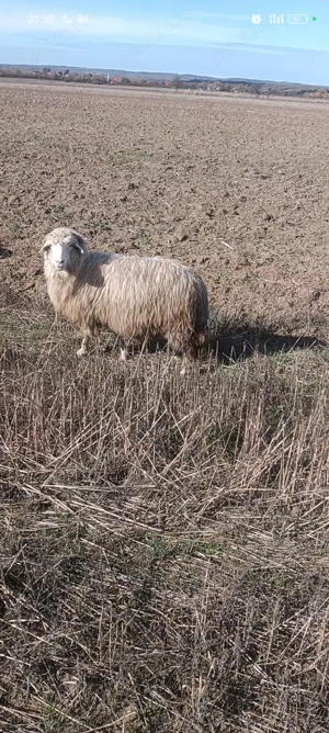 Vând 10 oi bune  - imagine 3