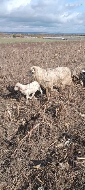 Vând 10 oi bune  - imagine 2