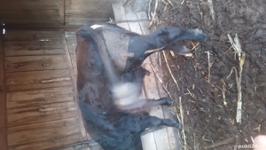 vițel de vânzare  - imagine 5 vițel de vânzare  - imagine 5