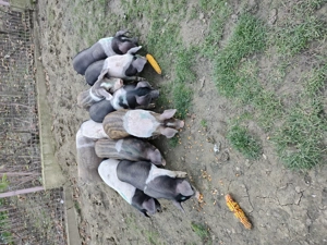 Vând purcei detalii la Nr   - imagine 2