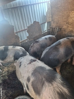 Pentru Crăciun  - imagine 2 Pentru Crăciun  - imagine 2