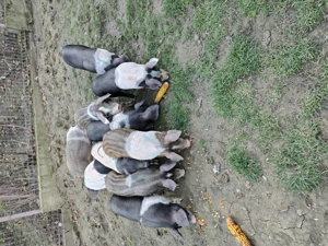 Vând purcei detalii la Nr   - imagine 4