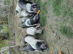 Vând purcei detalii la Nr