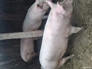 Pentru Crăciun  - imagine 3 Pentru Crăciun  - imagine 3