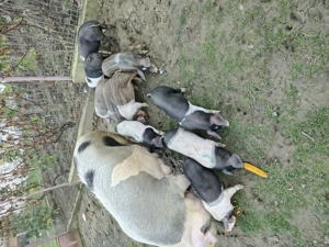 Vând purcei detalii la Nr   - imagine 3