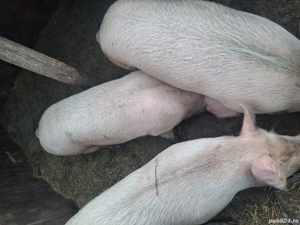 Pentru Crăciun  - imagine 4 Pentru Crăciun  - imagine 4