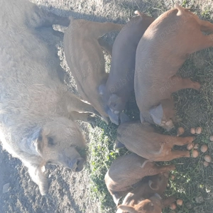 Purcei din mama mangalita si tata durok - imagine 2