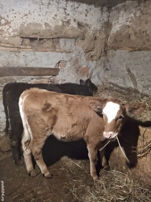 Pentru Craciun  - imagine 3 Pentru Craciun  - imagine 3