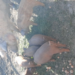 Purcei din mama mangalita si tata durok - imagine 3