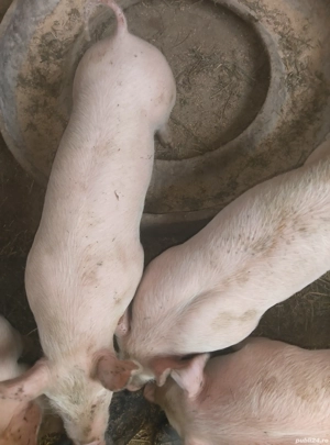 PURCEI vand rasa Pietrain cu Marele Alb - imagine 2