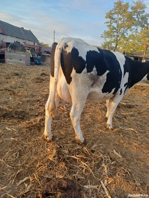 vaci  de vânzare  - imagine 3