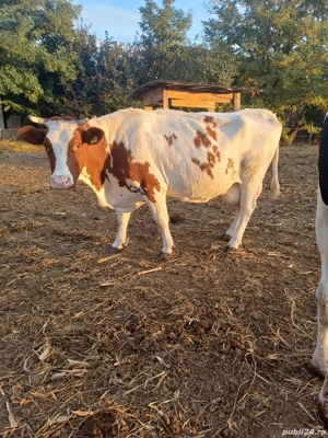 vaci  de vânzare  - imagine 5