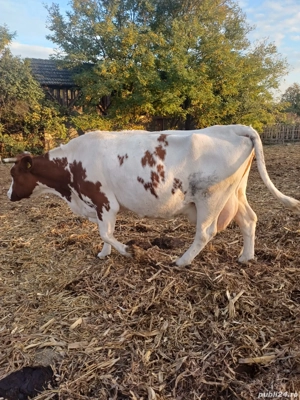 vaci  de vânzare  - imagine 4