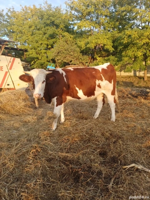 vaci  de vânzare  - imagine 2