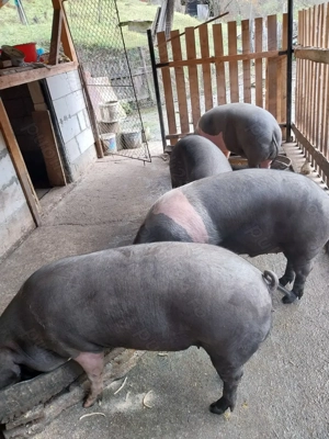 Vând porci pentru sacrificat