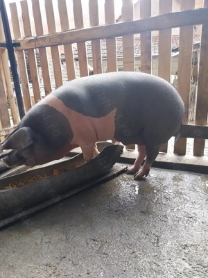 Vând porci pentru sacrificat - imagine 2 Vând porci pentru sacrificat - imagine 2