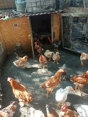 Pui gaina - imagine 5 Pui gaina - imagine 5