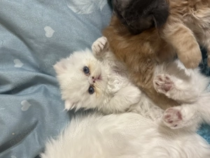 Pui pisică persană