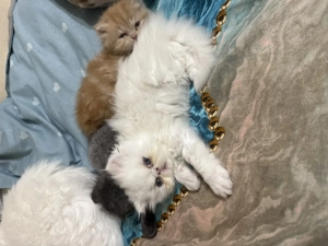 Pui pisică persană - imagine 3