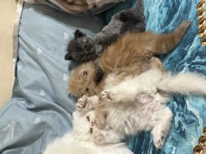 Pui pisică persană - imagine 2