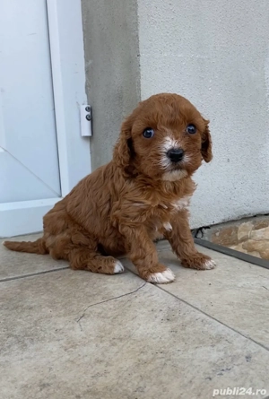 baiat Cavapoo