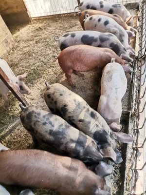 purcei de vanzare - imagine 2