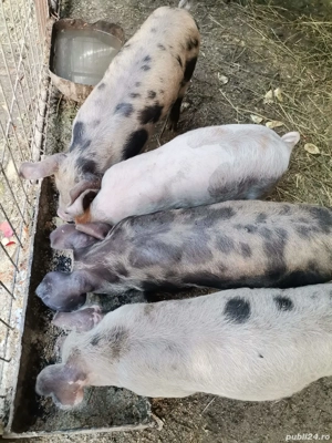 purcei de vanzare - imagine 3