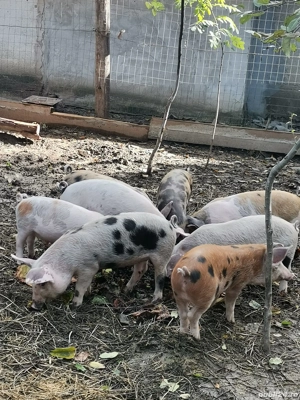 purcei de vanzare - imagine 4