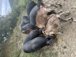 Porci de vanzare - imagine 3