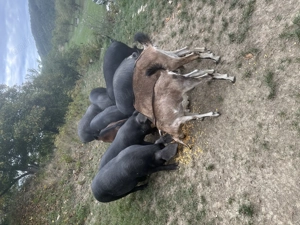 Porci de vanzare - imagine 4