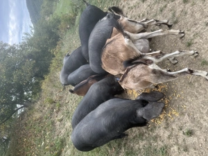 Porci de vanzare - imagine 2