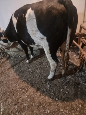 De vinzare o junică de 2ani pentr  mai multe detalii la tel    - imagine 2 De vinzare o junică de 2ani pentr  mai multe detalii la tel    - imagine 2