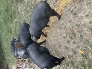 Porci de vanzare - imagine 5