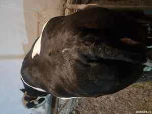 De vinzare o junică de 2ani pentr  mai multe detalii la tel    - imagine 3 De vinzare o junică de 2ani pentr  mai multe detalii la tel    - imagine 3