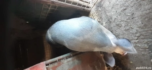 De vanzare  - imagine 2 De vanzare  - imagine 2