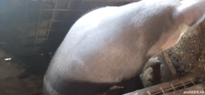 De vanzare  - imagine 4 De vanzare  - imagine 4