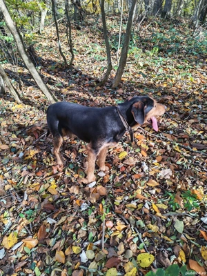 Plott hound și copoi ardelenesc - imagine 4 Plott hound și copoi ardelenesc - imagine 4