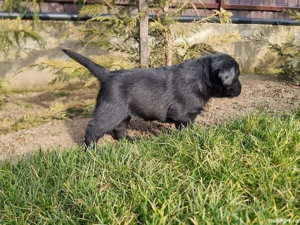 Labrador retriever negru - imagine 2