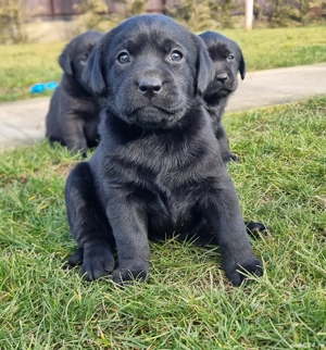 Labrador retriever negru - imagine 3