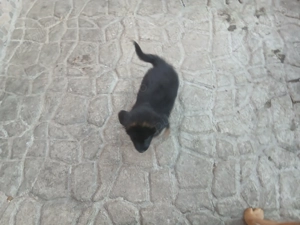 Vanzare caini lupi - imagine 6