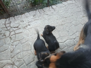 Vanzare caini lupi - imagine 4