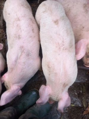 Vând purcei  - imagine 2 Vând purcei  - imagine 2