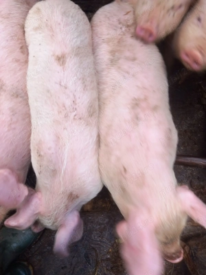 Vând purcei  - imagine 3 Vând purcei  - imagine 3