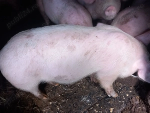 Vând purcei  - imagine 4 Vând purcei  - imagine 4