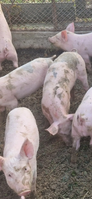 Vand purcei 8 saptamani 225 lei