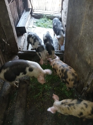 Vand purceii de 3 luni, 400 ron bucata, comuna Sichevita  - imagine 3 Vand purceii de 3 luni, 400 ron bucata, comuna Sichevita  - imagine 3